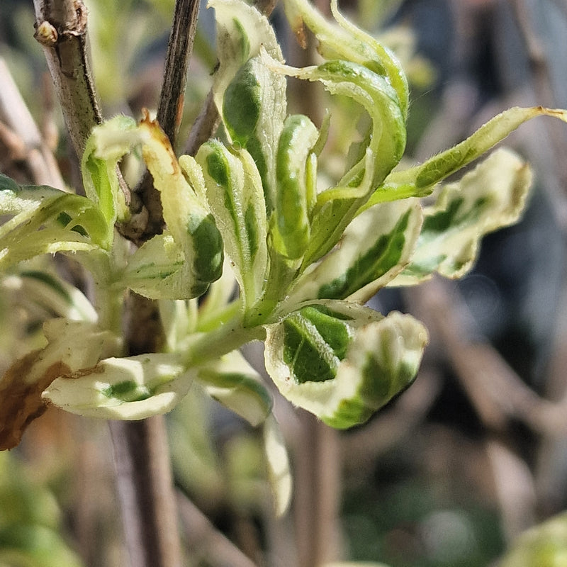 DIERVILLA sessilifolia 'Variagata' 3l