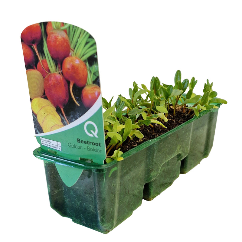 QTL Strip -  Beetroot - Golden