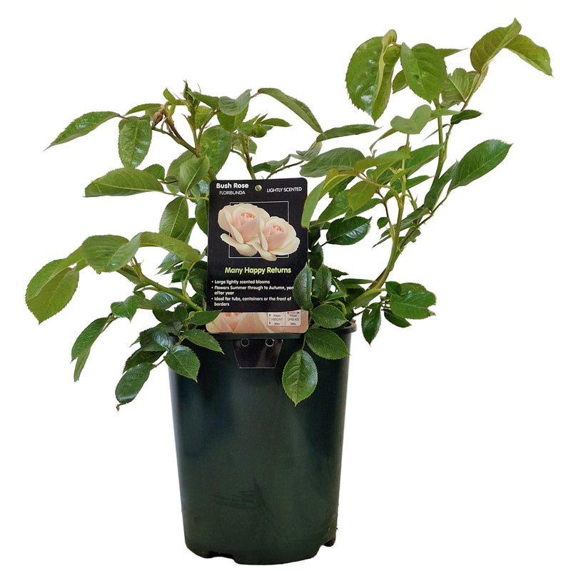 BUSH ROSE - Many Happy Returns 3ltr