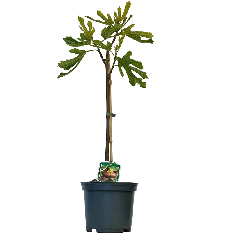 FICUS carica 'Little Miss Figgy' (LMF01 PBR) 3ltr