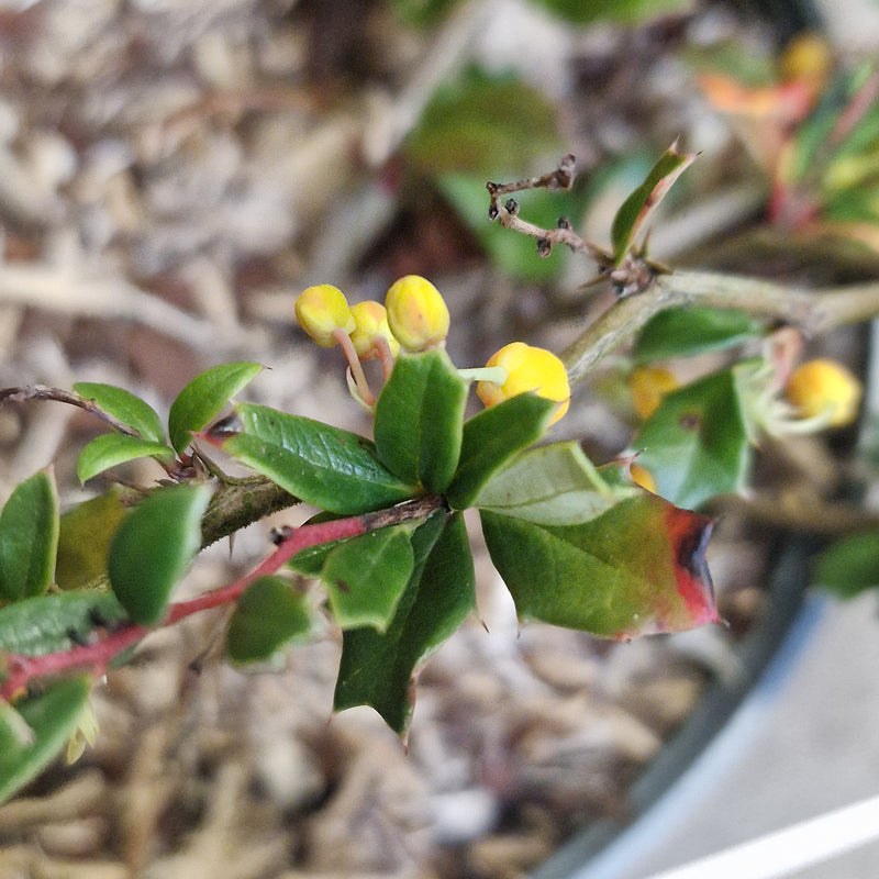 BERBERIS darwinii 'Compacta' 3l A