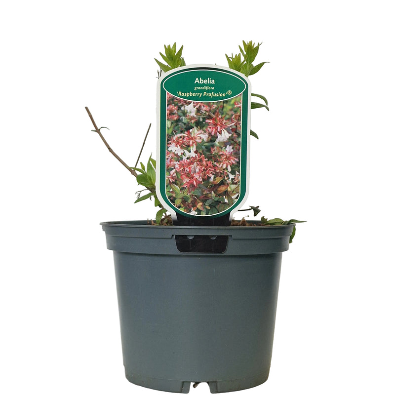 ABELIA grandiflora 'Raspberry Profusion' (PBR) 2ltr