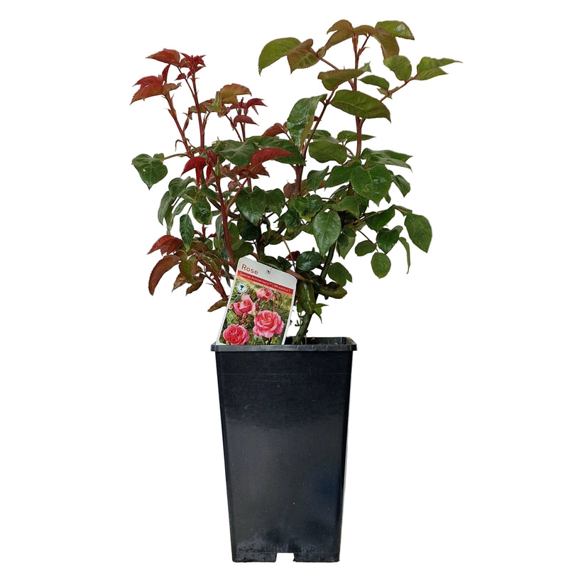 Bush Rose - Special Anniversary