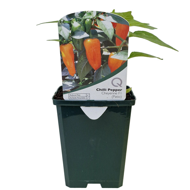 CHILLI Pepper - Cheyenne 8.5cm