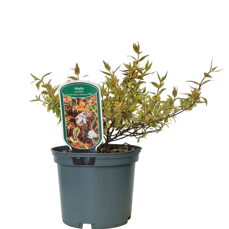 ABELIA grandiflora 'Tricolor Charm' (PBR) 2ltr