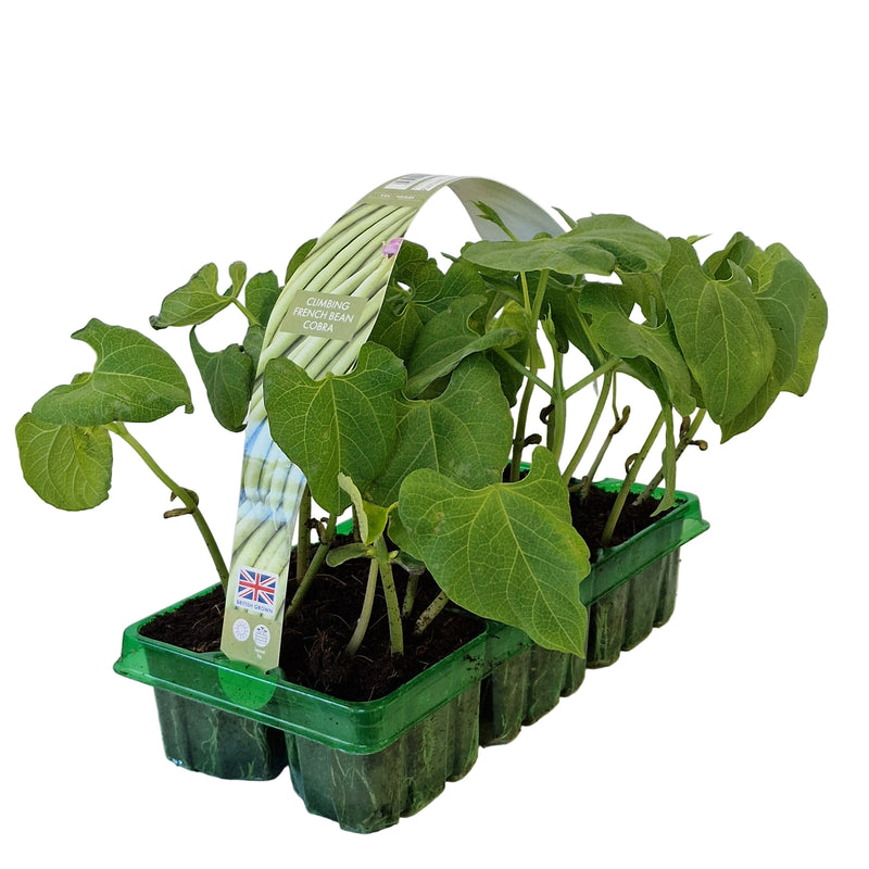 BEAN French Climbing Cobra 6-Pack