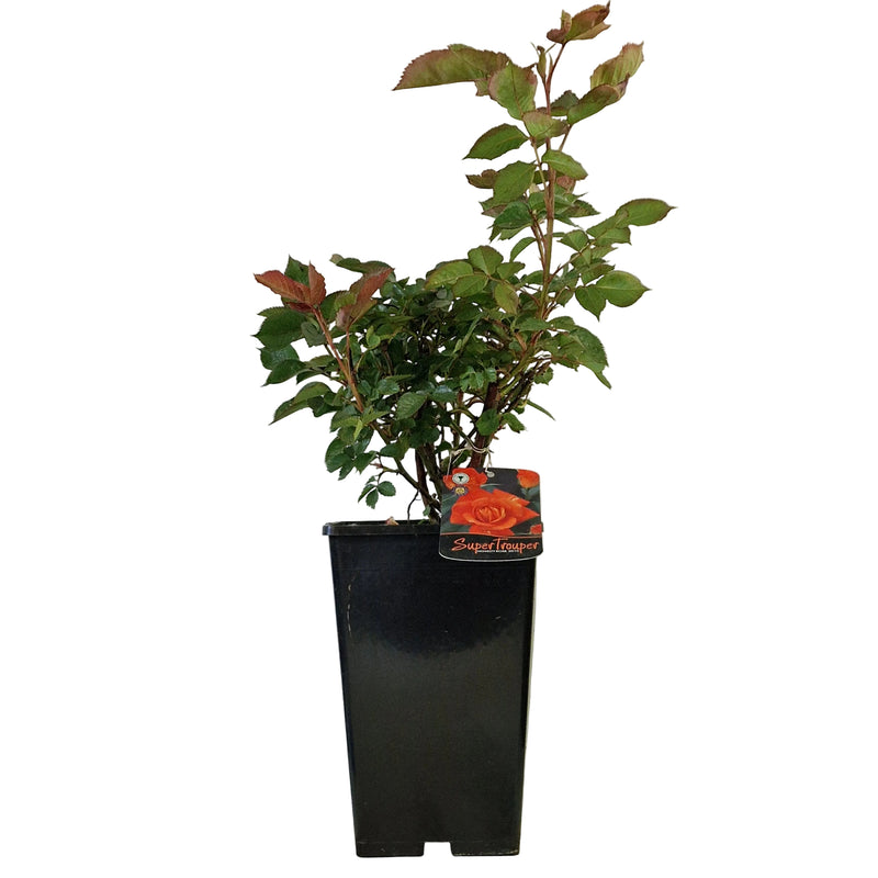 BUSH ROSE - Super Trouper