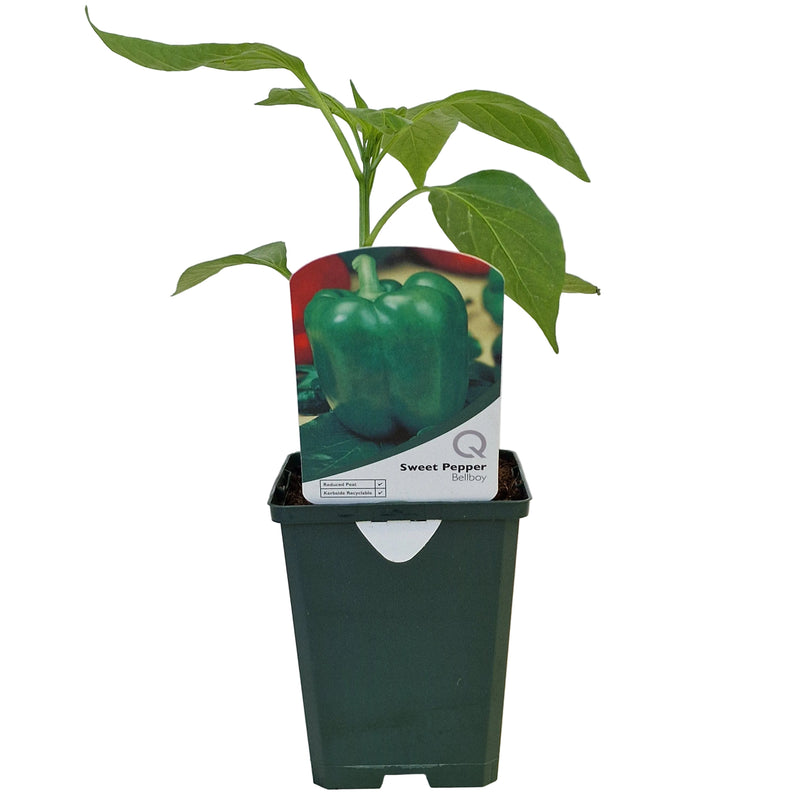 SWEET Pepper -  Green 8.5cm