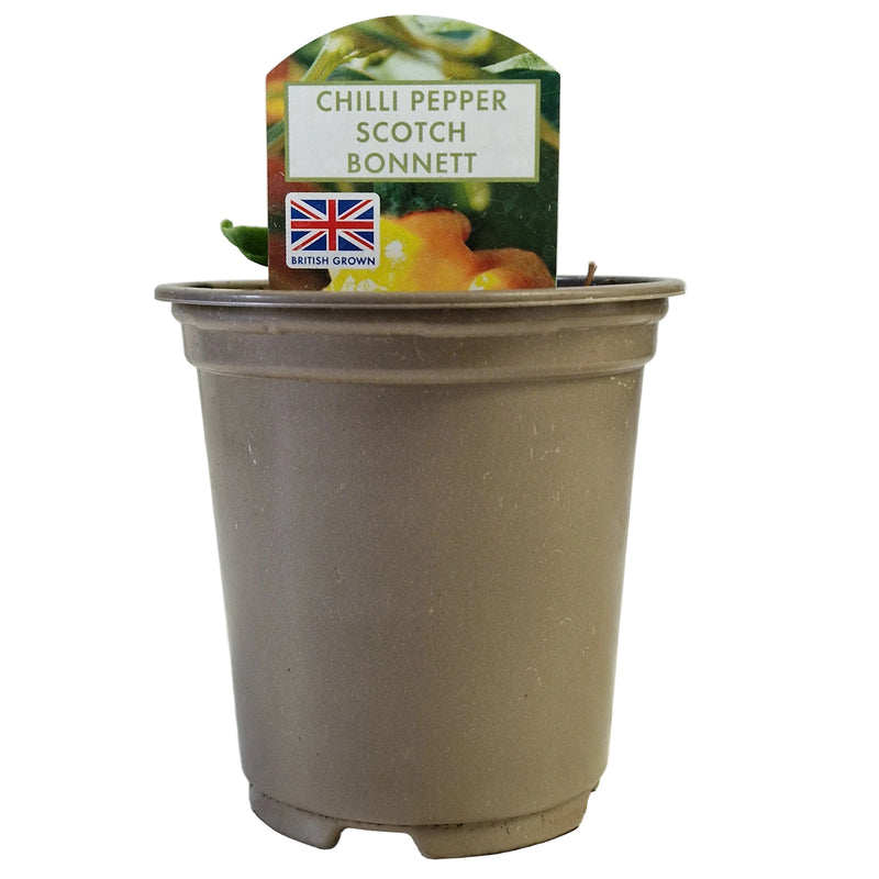 CHILLI Pepper Scotch Bonnett  9cm