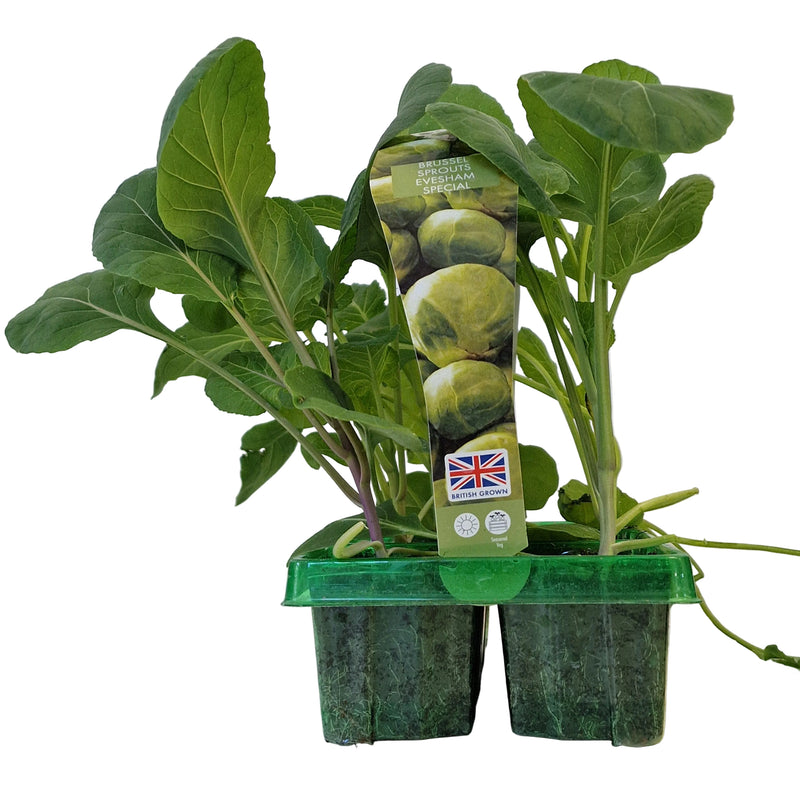 BRUSSEL SPROUTS Evesham Special 6-Pack
