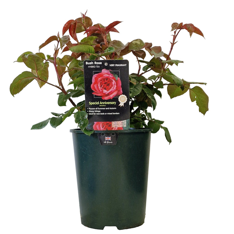 BUSH ROSE - Special Anniversary 3ltr