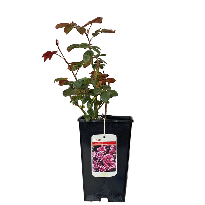Bush Rose - Harry Edland 3ltr