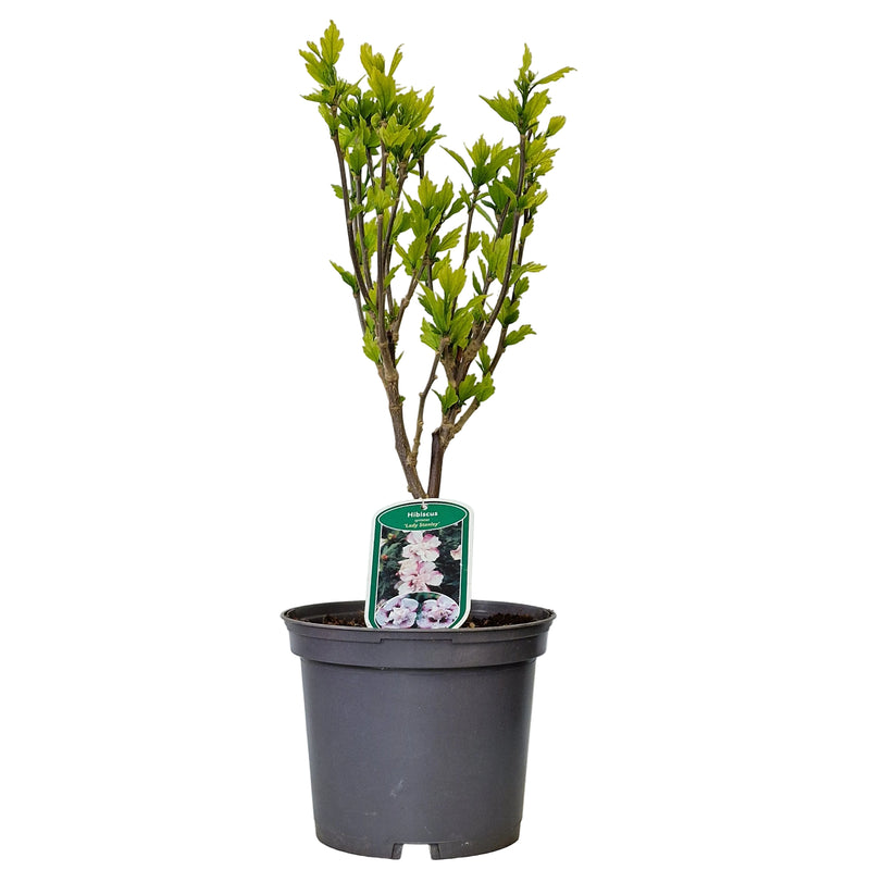 HIBISCUS syr 'Lady Stanley' 3l