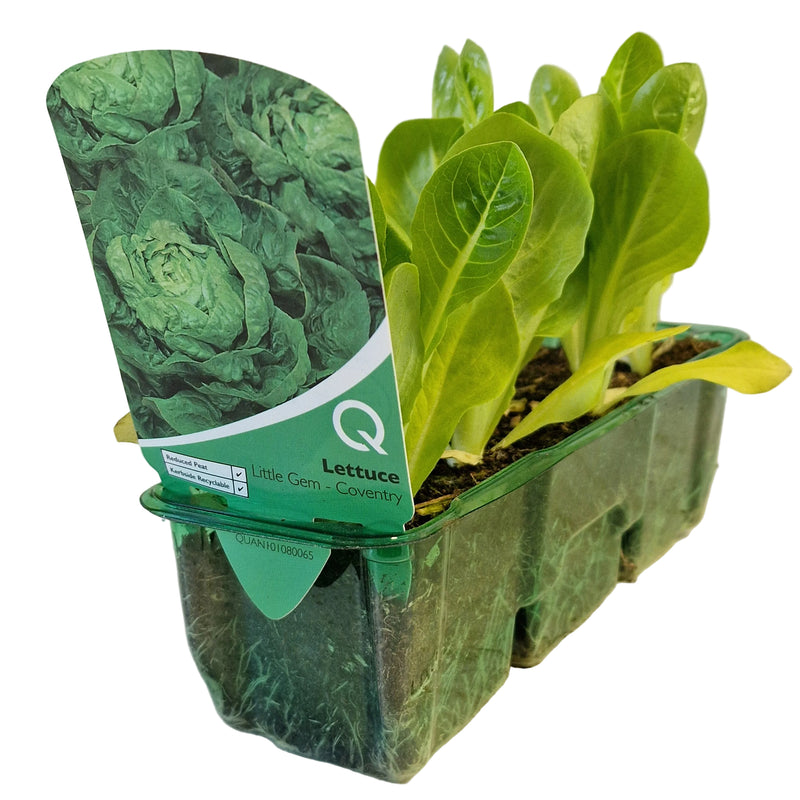QTL Strip -  Lettuce - Little Gem
