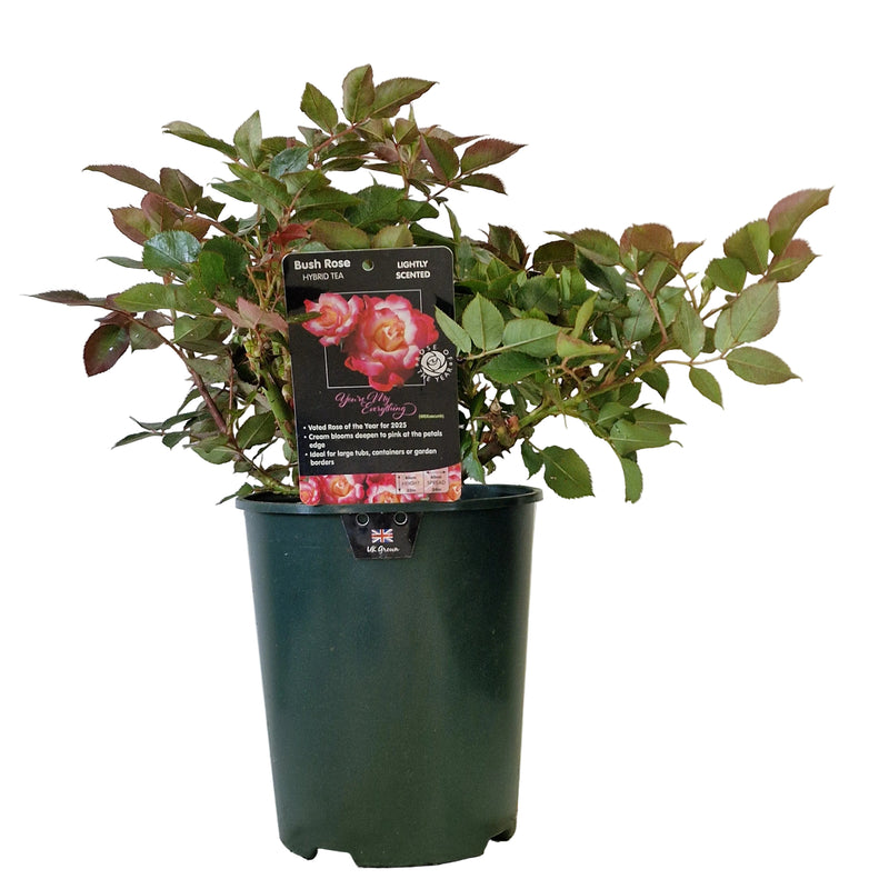 BUSH ROSE - You're My Everything 3ltr
