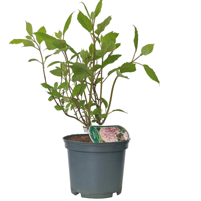 HYDRANGEA arborescens 'Candybelle(R) Bubblegum (PBR) 3ltr