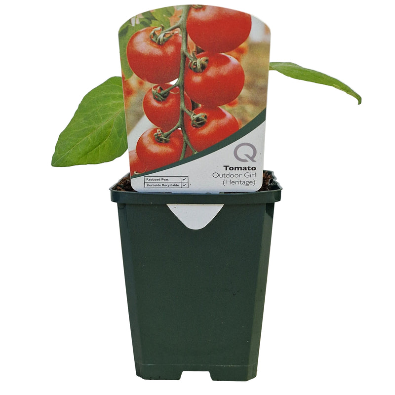 TOMATO Outdoor Girl (Heritage)  8.5cm