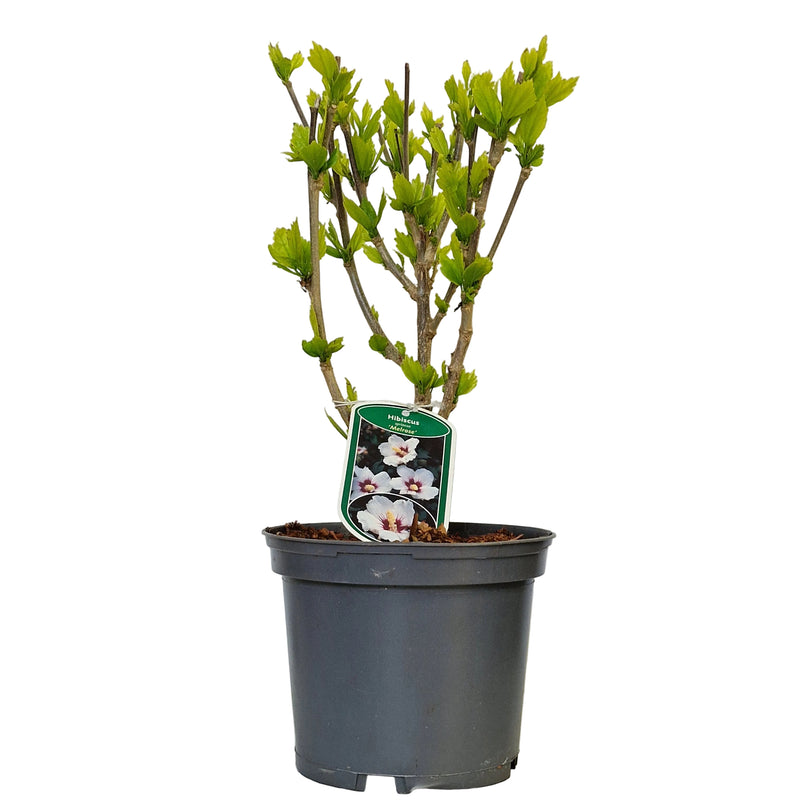 HIBISCUS syr' Melrose' 3l