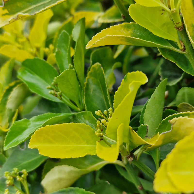 EUONYMUS jap 'Elegant Aureus'