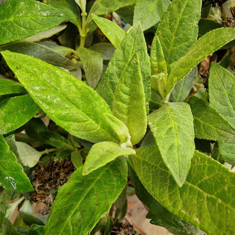 BUDDLEJA dav Butterfly Candy Lila Sweetheart (PBR) 3l