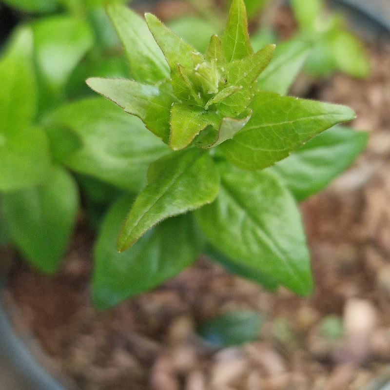ABELIA grandiflora 'Raspberry Profusion' (PBR) 2ltr