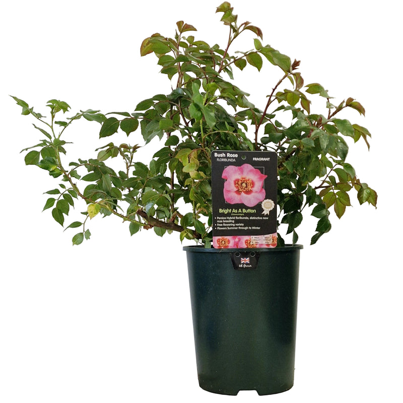 BUSH ROSE - Bright As A Button 3ltr
