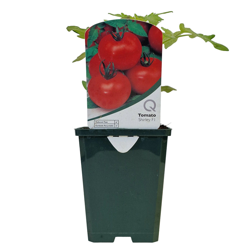 TOMATO Shirley 8.5cm