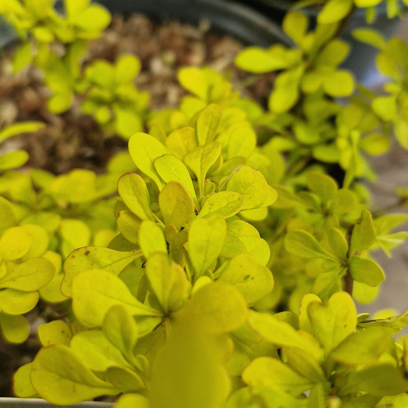 BERBERIS thunb 'Aurea' 3l