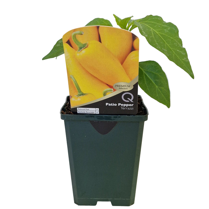 PATIO PEPPER Terrazzi  8.5cm
