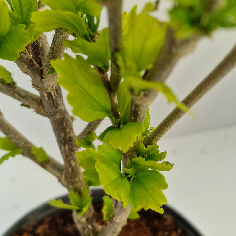 HIBISCUS syr' Melrose' 3l