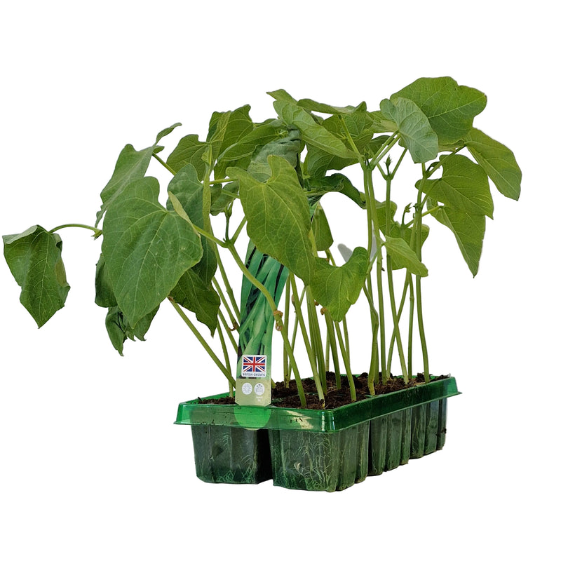 FRENCH Bean Dwarf 6-Pack