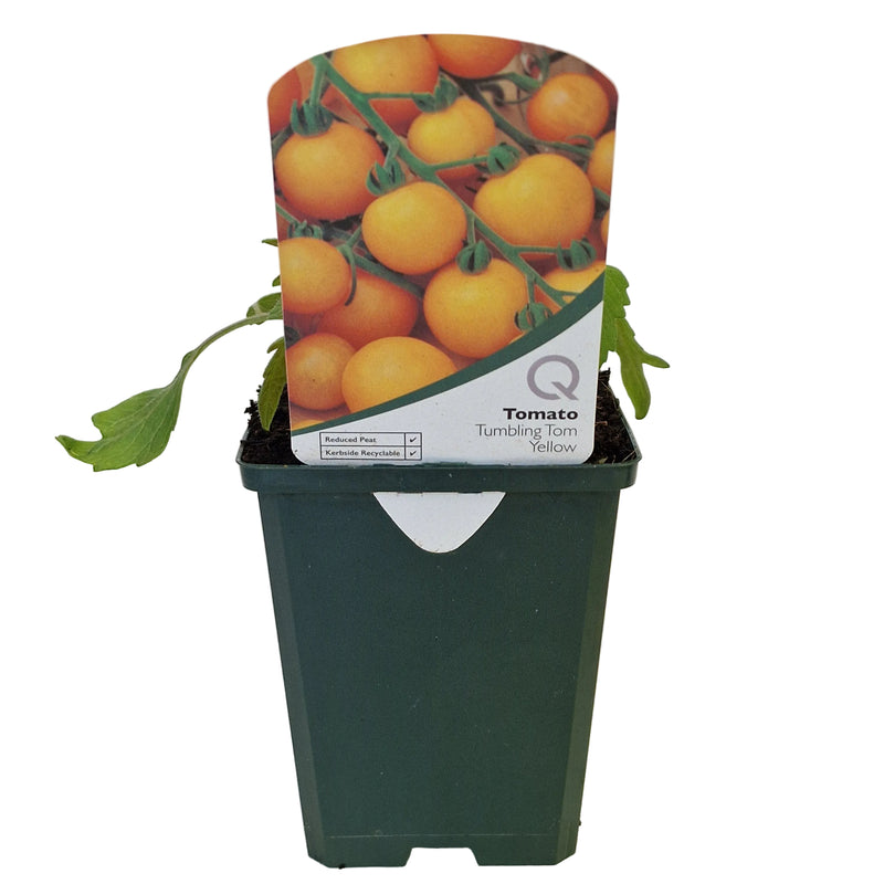 TOMATO Tumbling Tom Yellow 8.5cm
