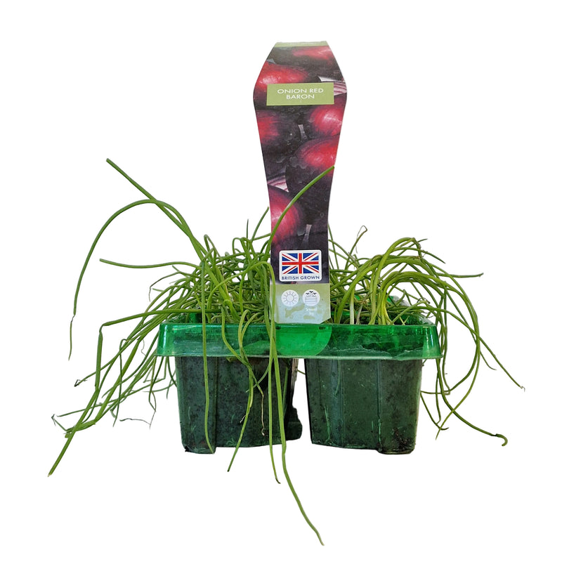 ONION Red Baron 6-Pack