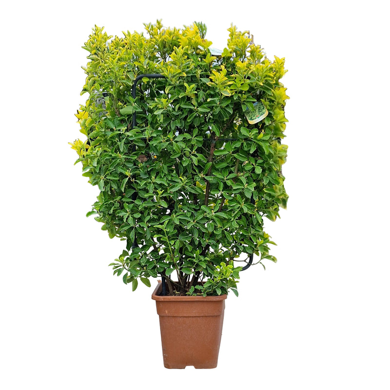 EUONYMUS jap 'Elegant Aureus'