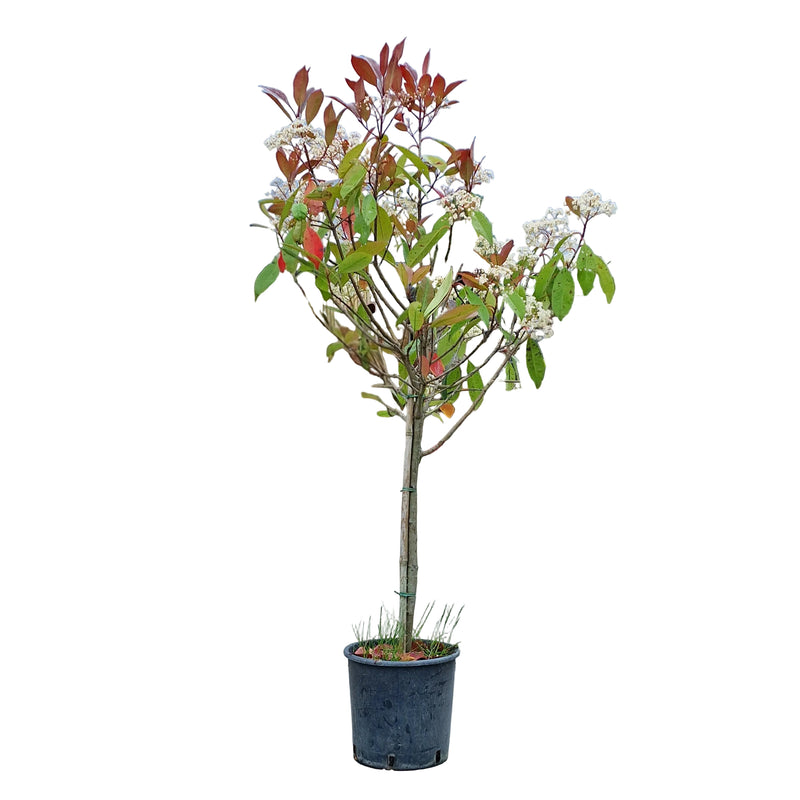 PHOTINIA x fraseri Red Robin Mini STD