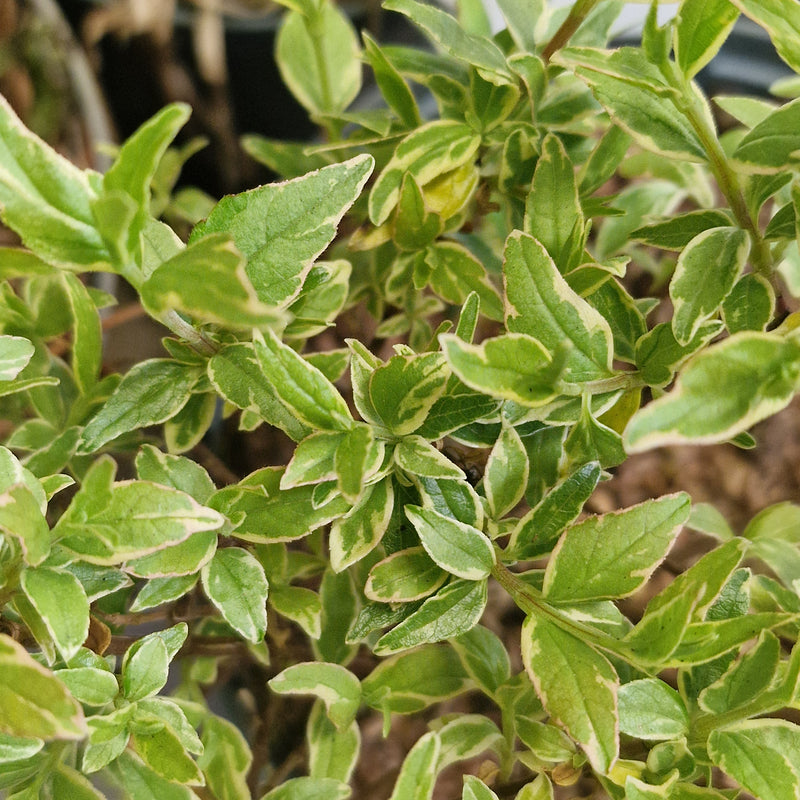 ABELIA grandiflora 'Sparking Silver' (PBR) 2ltr