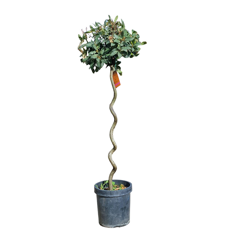 Laurus 'Nobilis Twisted 40/45'