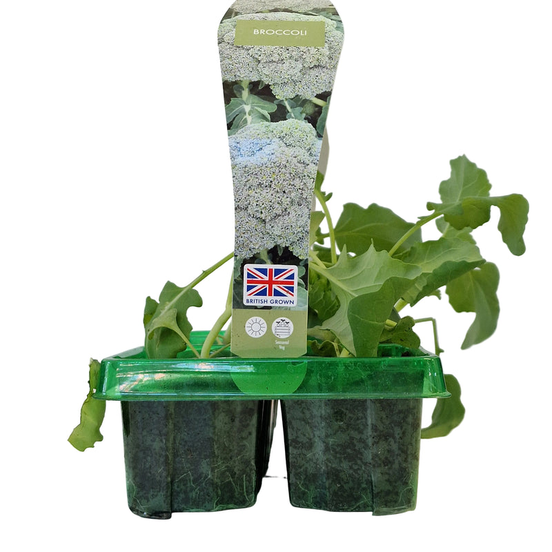 BROCOLLI 6-Pack
