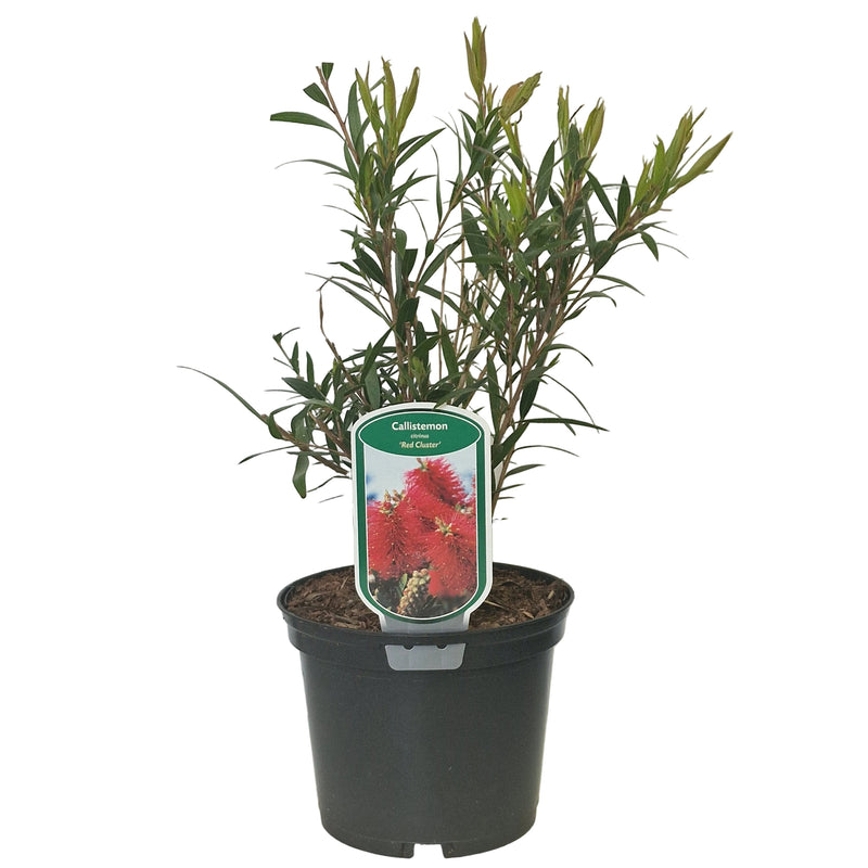 CALLISTEMON citrinus 'Red Cluster' 2l