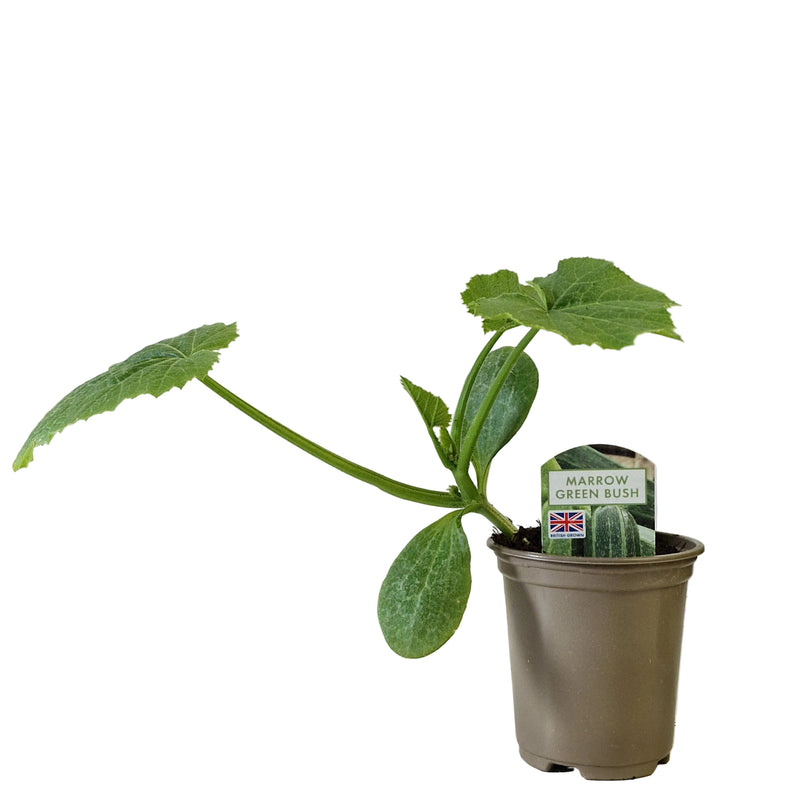 MARROW Green Bush 9cm