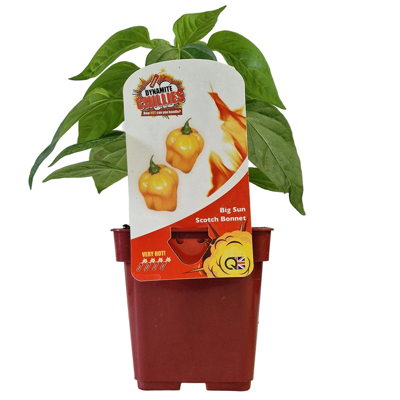 QTL Chilli Pepper Scotch Bonnet (Big Sun) 10cm