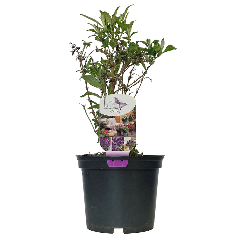 BUDDLEJA dav Butterfly Candy Little Purple (PBR) 3l