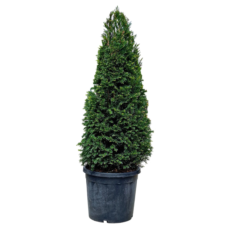 TAXUS Baccata Cone 100-110cm 20 litre