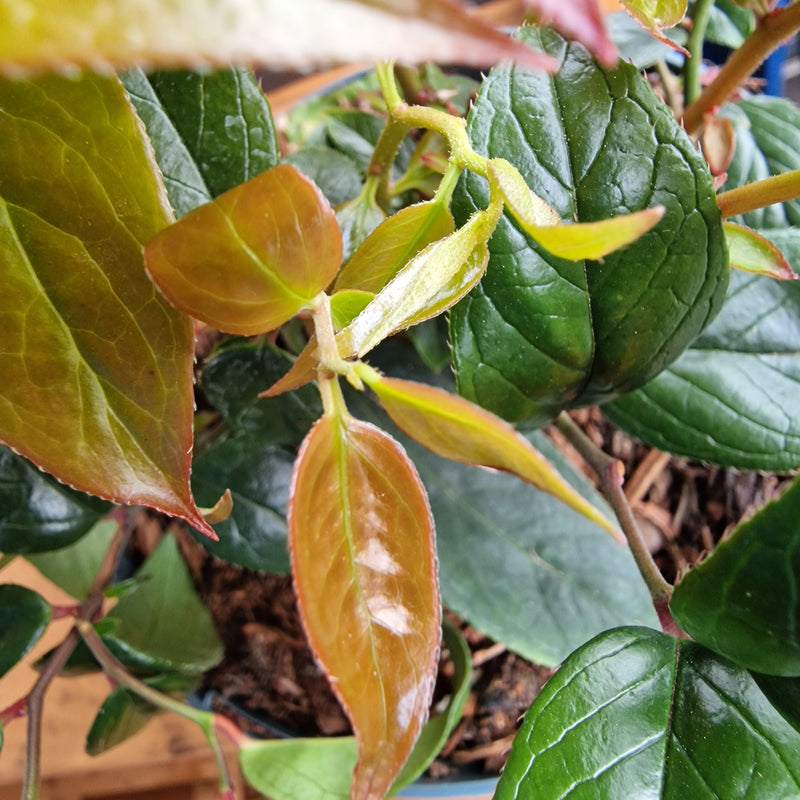 LEUCOTHOE 'Lovita' 2ltr