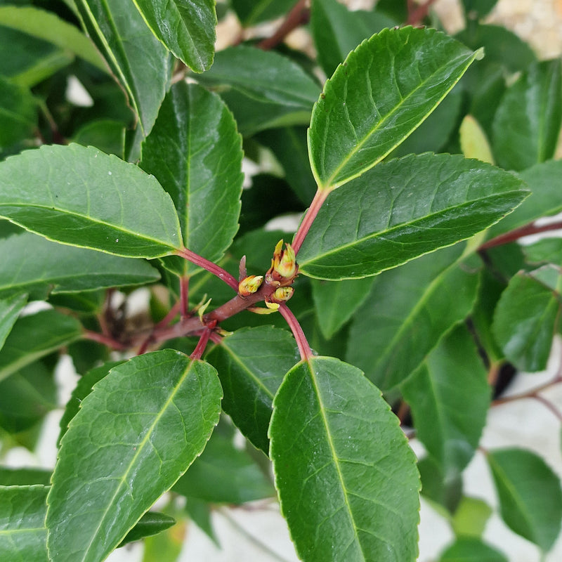 PRUNUS lusitanica Angustifoliia Stem 3ltr
