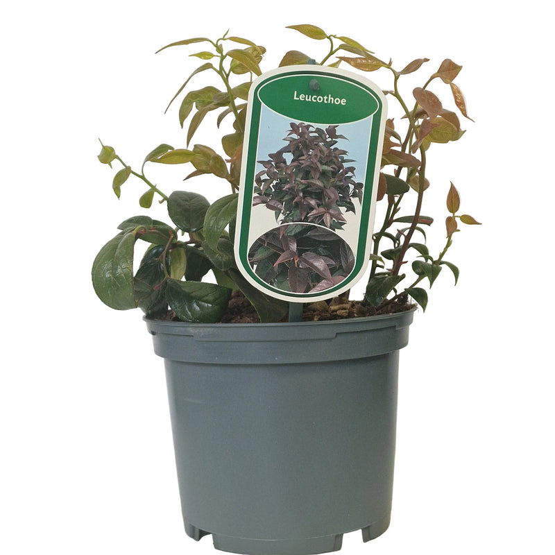 LEUCOTHOE 'Lovita' 2ltr