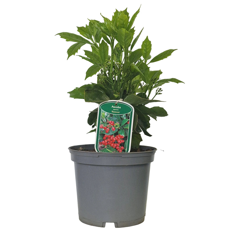 AUCUBA jap 'Rozannie' 3l