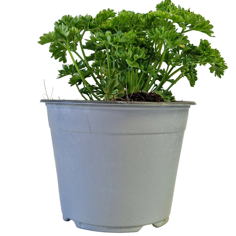 PARSLEY officinalis 14cm