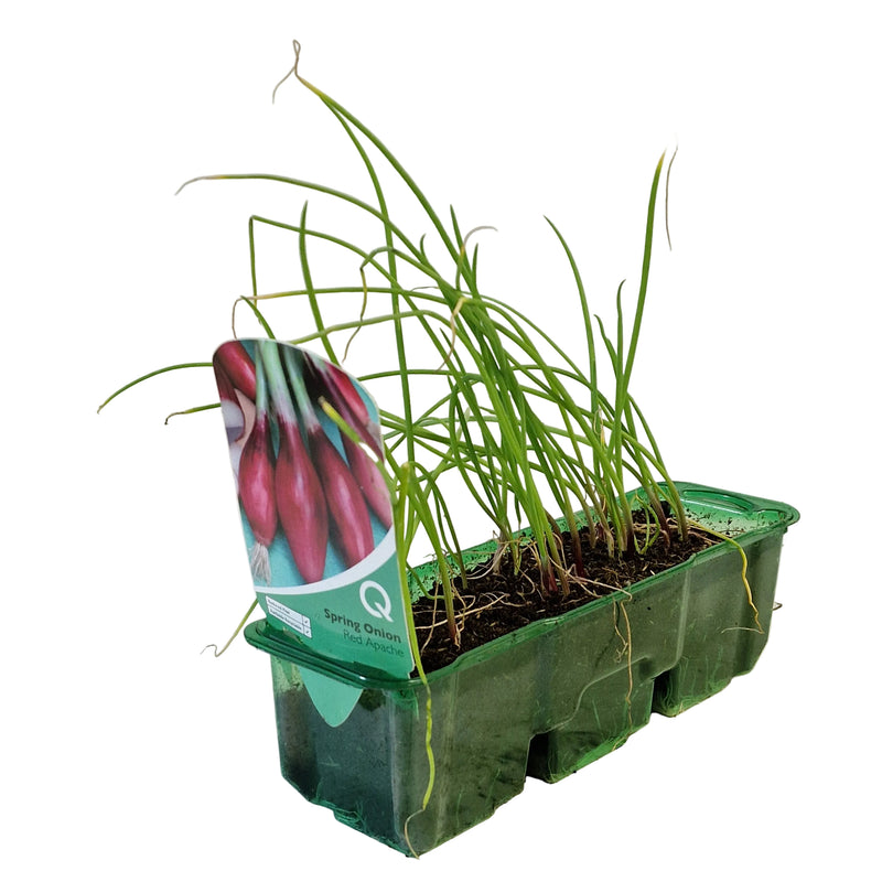 QTL Strip -  Spring Onion - Red