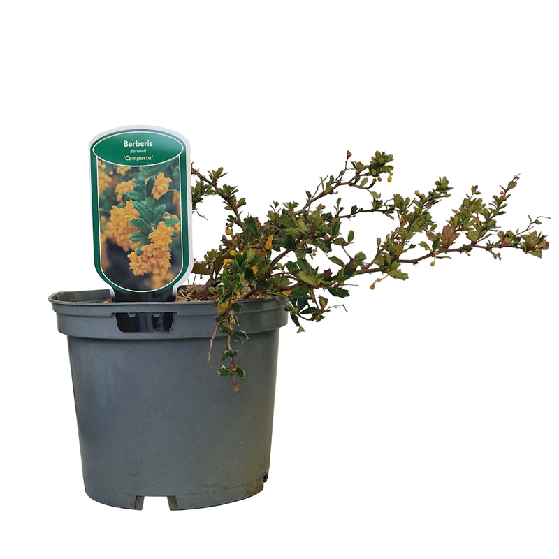 BERBERIS darwinii 'Compacta' 3l A